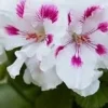 Geranium Royalty White Live Plant – 1 ft Tall – 6 inch Pot – Elegant Flowers - Image 1