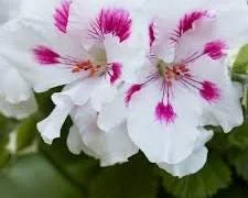 Geranium Royalty White Live Plant – 1 ft Tall – 6 inch Pot – Elegant Flowers - Image 1