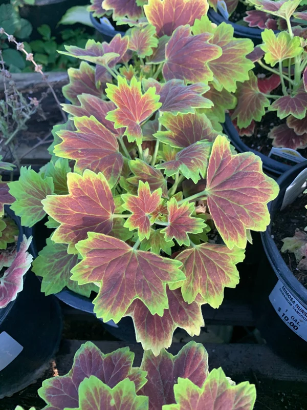 Geranium Vancouver Centennial Live Plant - 6 inch Pot - Indoor/Outdoor - Image 2