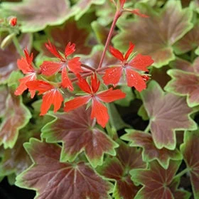 Geranium Vancouver Centennial Live Plant - 6 inch Pot - Indoor/Outdoor - Image 1
