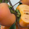 Giant Fuyu Persimmon Tree Live Plant - Grafted, 3 Feet Tall, 3 Gallon Pot - Image 1