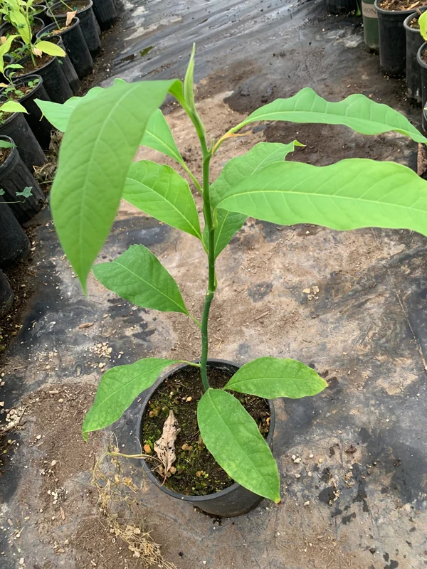 Gold Champaca Live Plant – 1 Foot Tall, Fragrant Magnolia, Ship in 6 Inch Pot - Image 2