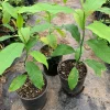 Gold Champaca Live Plant – 1 Foot Tall, Fragrant Magnolia, Ship in 6 Inch Pot Gold Champaca Live Plant – 1 Foot Tall, Fragrant Magnolia, Ship in 6 Inch Pot - Image 1