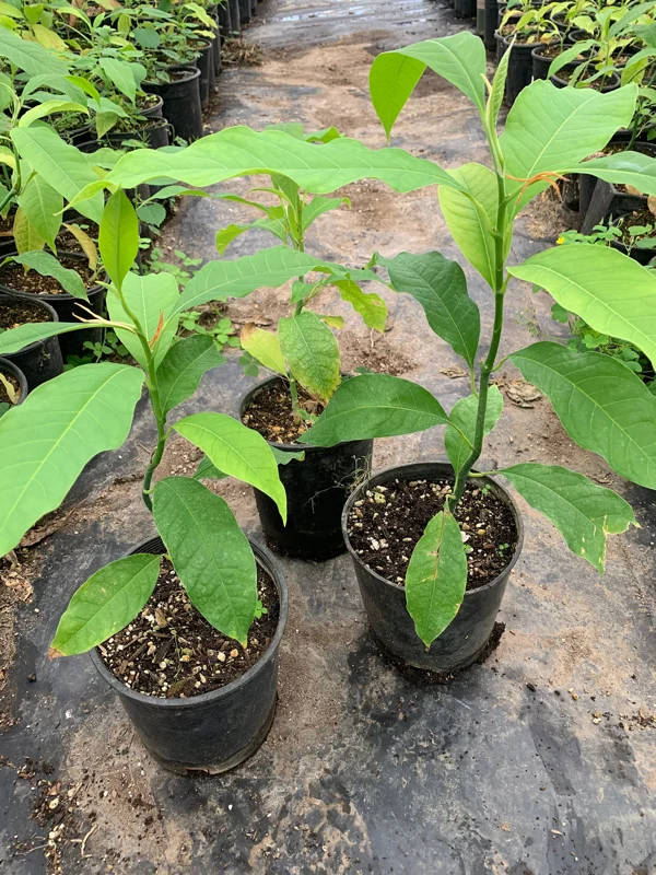 Gold Champaca Live Plant – 1 Foot Tall, Fragrant Magnolia, Ship in 6 Inch Pot - Image 1