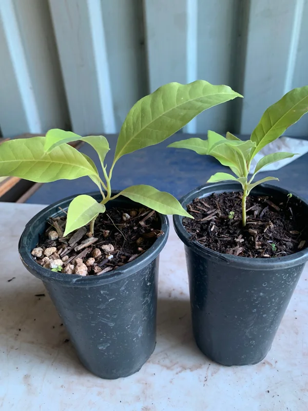 Gold Champaca Live Plant 1 Gold Michelia Champaca Tree Fragrant Flowers - Image 1