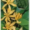 Gold Champaca Live Plant – 2 Feet Tall, Ship in 6 inch Pot – Fragrant Tropical Tree - Image 1