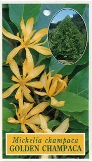 Gold Champaca Live Plant – 2 Feet Tall, Ship in 6 inch Pot – Fragrant Tropical Tree - Image 1
