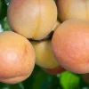 Gold Kist Apricot Tree Live Plant - 3 to 4 Feet Tall - Ships in 3 Gallon Pot Gold Kist Apricot Tree Live Plant - 3 to 4 Feet Tall - Ships in 3 Gallon Pot - Image 1