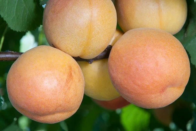 Gold Kist Apricot Tree Live Plant - 3 to 4 Feet Tall - Ships in 3 Gallon Pot - Image 1