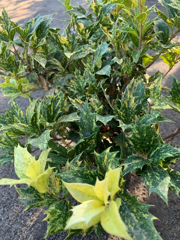 Goshiki Fall Holly Live Plant – Variegated Osmanthus Heterophyllus – 6-inch Pot – Outdoor Shrub - Image 2