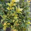 Goshiki Fall Holly Live Plant – Variegated Osmanthus Heterophyllus – 6-inch Pot – Outdoor Shrub Goshiki Fall Holly Live Plant – Variegated Osmanthus Heterophyllus – 6-inch Pot – Outdoor Shrub - Image 1