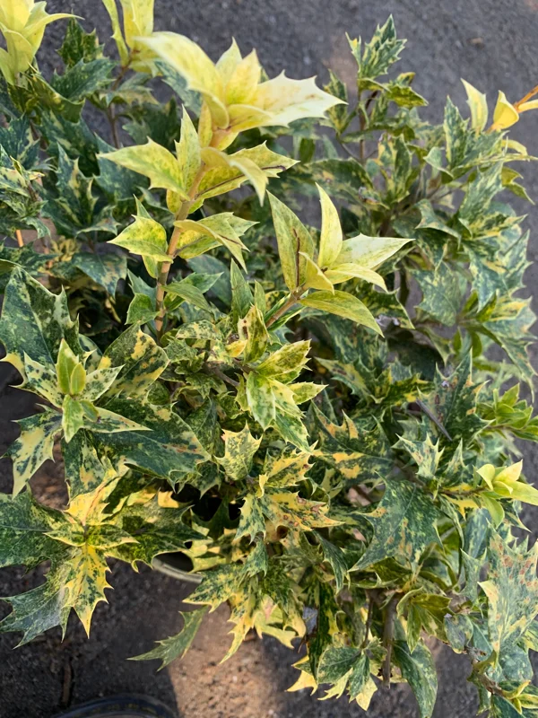 Goshiki Fall Holly Live Plant – Variegated Osmanthus Heterophyllus – 6-inch Pot – Outdoor Shrub - Image 1