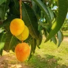 Grafted Carrie Mango Tree Live Plant – 2-3 ft Tall – Ships in 3 Gallon Pot - Image 1