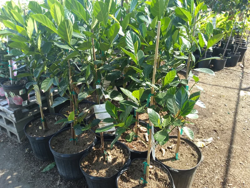 Grafted Jakfruit Tree - Live Tropical Fruit Plant - 1 to 2 Feet Tall - Ships in 3 Gallon Pot - Image 2