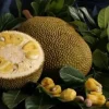 Grafted Jakfruit Tree - Live Tropical Fruit Plant - 1 to 2 Feet Tall - Ships in 3 Gallon Pot Grafted Jakfruit Tree - Live Tropical Fruit Plant - 1 to 2 Feet Tall - Ships in 3 Gallon Pot - Image 1