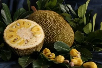 Grafted Jakfruit Tree - Live Tropical Fruit Plant - 1 to 2 Feet Tall - Ships in 3 Gallon Pot - Image 1