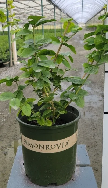 Grand Duke Jasmine Live Plant – 1-2 ft Tall, 3 Gallon Pot – Fragrant Flowers - Image 2