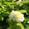 Grand Duke Jasmine Live Plant – 1-2 ft Tall, 3 Gallon Pot – Fragrant Flowers - Image 1