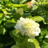 Grand Duke Jasmine Live Plant – 1 to 2 Feet Tall – Shipped in 3 Gallon Pot - Image 1