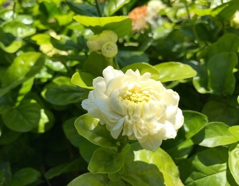 Grand Duke Jasmine Live Plant – 1 to 2 Feet Tall – Shipped in 3 Gallon Pot - Image 1