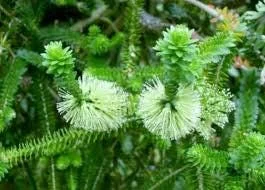 Green Honey Myrtle Live Plant – Melaleuca Diosmifolia – Ship in 6 inch Pot - Image 2