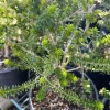 Green Honey Myrtle Live Plant – Melaleuca Diosmifolia – Ship in 6 inch Pot - Image 1