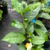 Green Tea Plant (Camellia sinensis) Live Plant – 1 Foot Tall - Image 1