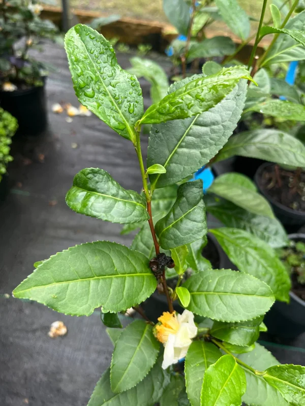 Green Tea Plant (Camellia sinensis) Live Plant – 1 Foot Tall - Image 1