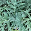 GreenGlobe Artichoke Live Plant – Cynara Scolymus – 6 inch Pot – Edible Garden - Image 1