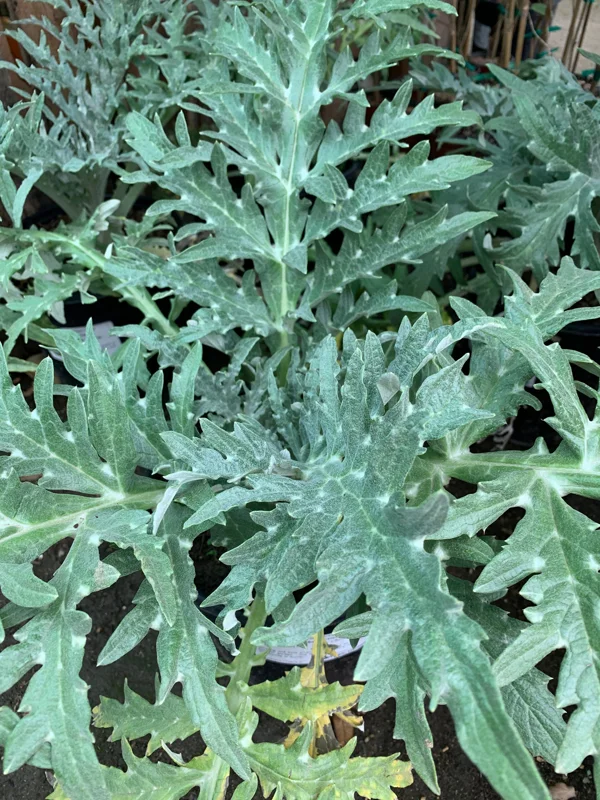 GreenGlobe Artichoke Live Plant – Cynara Scolymus – 6 inch Pot – Edible Garden - Image 1