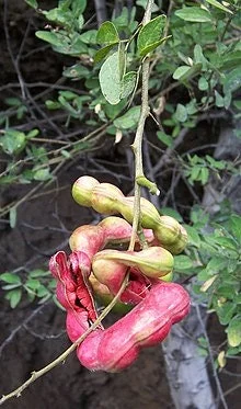 Guamuchil Live Plant - Pithecellobium dulce - 1 Foot Tall - Ships in 6" Pot - Image 1
