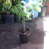 Guamuchil Live Plant - Pithecellobium Dulce - 2-3 ft Tall in 3 Gal Pot - Image 1