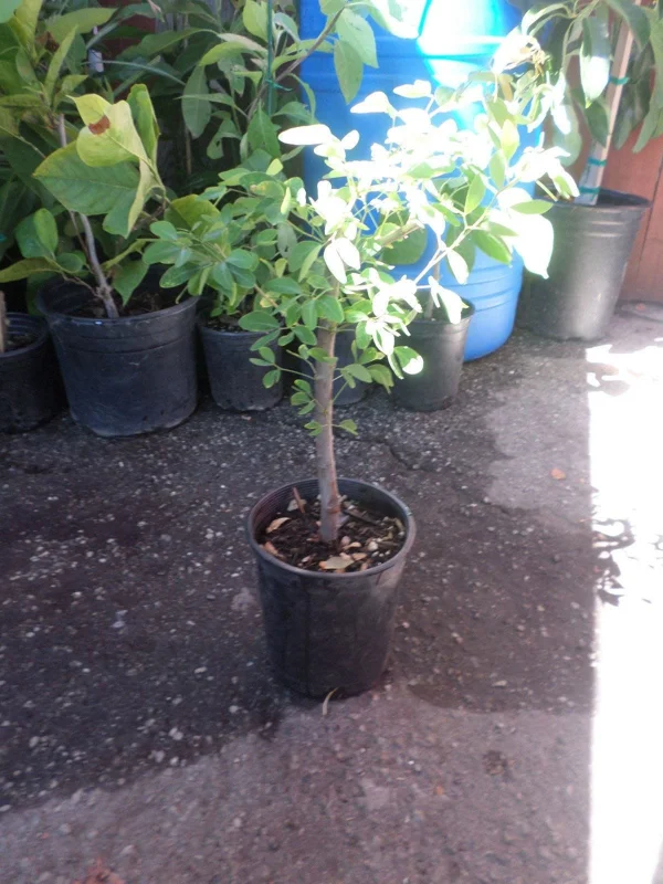 Guamuchil Live Plant - Pithecellobium Dulce - 2-3 ft Tall in 3 Gal Pot - Image 1