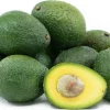 Gwen Avocado Tree - 1 Foot Tall Grafted Live Plant - Outdoor Fruit Tree - Image 1