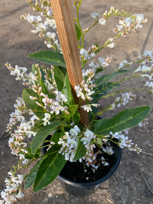 Hardenbergia Violacea 'White Out' Live Plant – 1 Gallon Pot – White Vine - Image 2