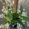 Hardenbergia Violacea 'White Out' Live Plant – 1 Gallon Pot – White Vine - Image 1