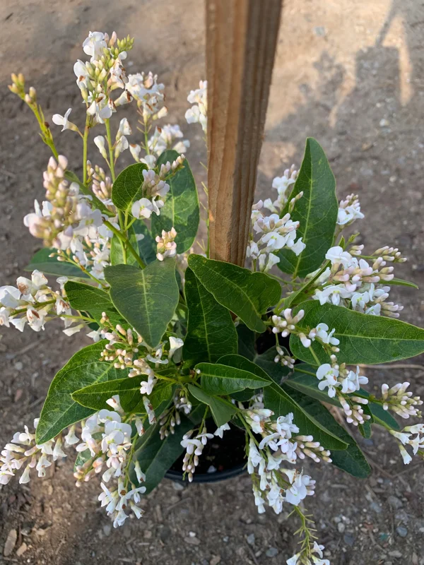 Hardenbergia Violacea 'White Out' Live Plant – 1 Gallon Pot – White Vine - Image 1