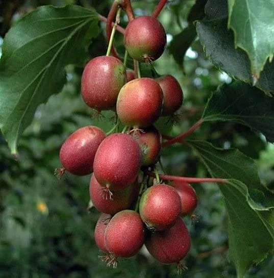 Hardy Ken's Red Kiwi Live Plant, 1-2 ft Tall, 6 inch Pot, Outdoor Vine - Image 2