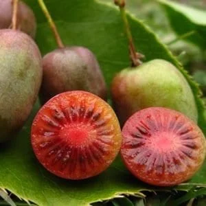 Hardy Ken's Red Kiwi Live Plant, 1-2 ft Tall, 6 inch Pot, Outdoor Vine - Image 1