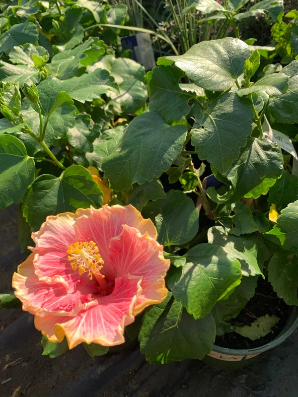Hibiscus 'C'est Bon Cajun' Live Plant - 6 inch Pot, Outdoor Flowering Shrub - Image 2