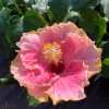 Hibiscus 'C'est Bon Cajun' Live Plant - 6 inch Pot, Outdoor Flowering Shrub - Image 1