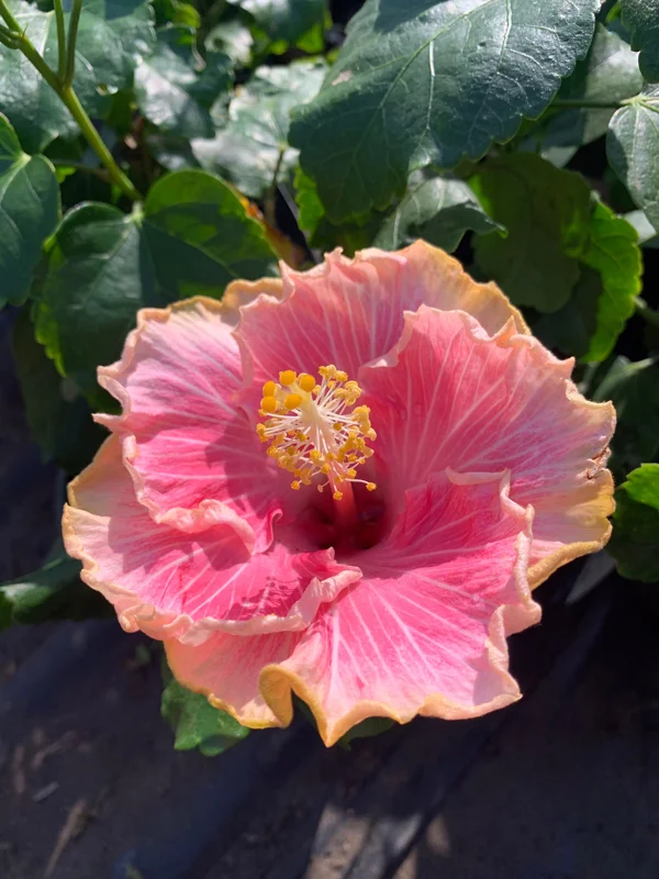 Hibiscus 'C'est Bon Cajun' Live Plant - 6 inch Pot, Outdoor Flowering Shrub - Image 1