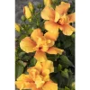 Hibiscus 'Crown of Bohemia' Live Plant - Tropical Shrub for Outdoors - Image 1