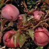 Hollywood Plum Tree Live Plant – 4-5 ft Tall – Ships in 3 Gallon Pot – Outdoor Fruit Tree Hollywood Plum Tree Live Plant – 4-5 ft Tall – Ships in 3 Gallon Pot – Outdoor Fruit Tree - Image 1