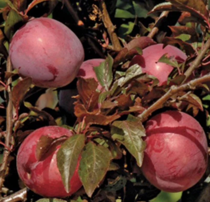 Hollywood Plum Tree Live Plant – 4-5 ft Tall – Ships in 3 Gallon Pot – Outdoor Fruit Tree - Image 1
