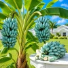 Ice Cream Banana Tree Live Plant – Musa 'Blue Java' – 1 Gallon Pot - Image 1