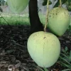 Ice Cream Mango Tree - Grafted Live Plant, 1 to 2 feet tall, Tropical Fruit - Image 1