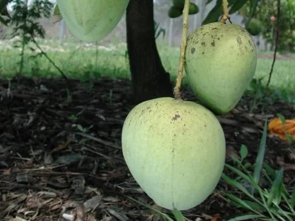 Ice Cream Mango Tree - Grafted Live Plant, 1 to 2 feet tall, Tropical Fruit - Image 1