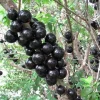 Jaboticaba Live Plant – 1-2 ft Tall – Myrciaria Cauliflora – 3 Gallon Pot – Outdoor Fruit Tree - Image 1