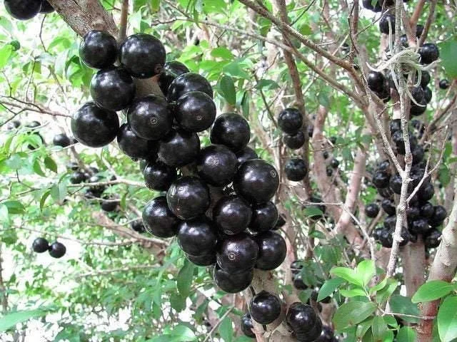 Jaboticaba Live Plant – 1-2 ft Tall – Myrciaria Cauliflora – 3 Gallon Pot – Outdoor Fruit Tree - Image 1